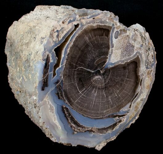 Polished Blue Forest Petrified Wood Limb ( oz) #14035